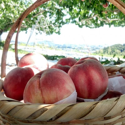 【果汁が弾ける初夏の宝石 日川白鳳】本場山梨品種指定キャンペーン1kg　6月中旬より順次発送【配送不可地域：離島・北海道・沖縄県・中国・四国・九州】【1704657】