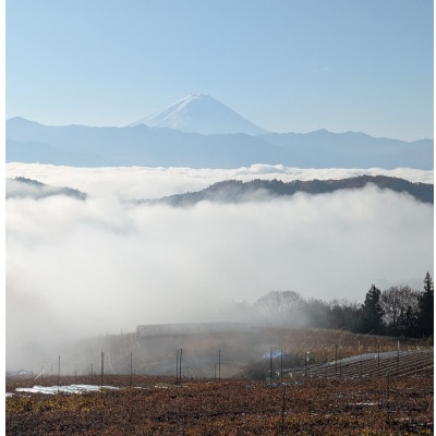 ã2026幎å
è¡åä»ã10æäžæ¬ããçºéãç§äžå€©ç©ºã®äžãã€ããŒããçŽ1kg(2ã3æ¿)ãé
éäžå¯å°åïŒé¢å³¶ãã1579851ã