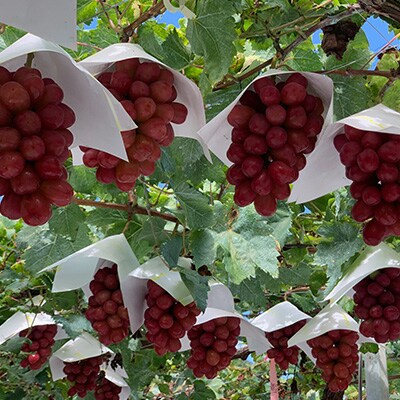 山梨直送!ぶどう3色(黒・緑・赤)食べ比べセット 3〜4房(計1.8kg以上)【配送不可地域：離島・沖縄県】【1579254】
