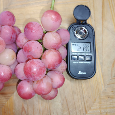 【2026年先行受付】2026年9月中旬発送「牧丘天空クイーンニーナ」約1kg(2〜3房)【配送不可地域：離島・沖縄県】【1473341】