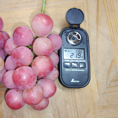 【2026年先行受付】2026年10月上旬発送「牧丘天空の丘クイーンニーナ」約1kg(2〜3房)【配送不可地域：離島・沖縄県】【1473343】