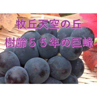 【2026年先行受付】「牧丘天空の丘ブランド　巨峰+クイーンニーナ」約1kg(2〜3房)【配送不可地域：離島】【1714391】