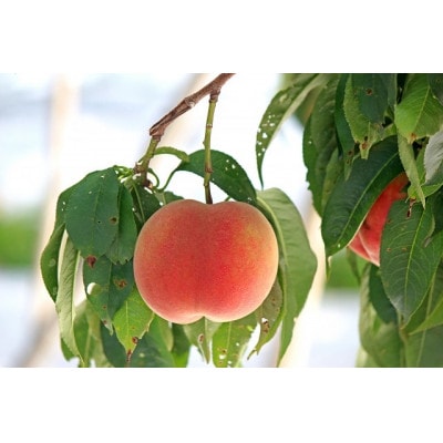 縲2026蟷エ蜈郁。悟女莉倥大アア譴ィ蟶ら肇 譁ー魄ョ 譯 邏2kg (5縲8邇)縲宣埼∽ク榊庄蝨ー蝓滂シ夐屬蟲カ縲代1305780縲