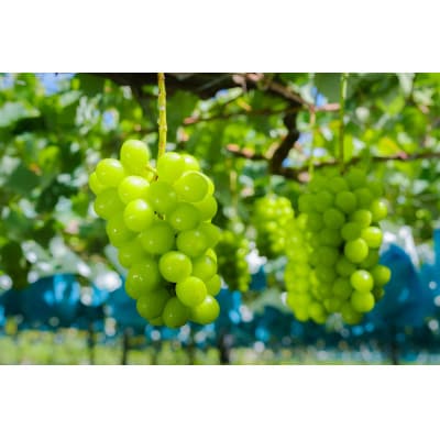 【2026年先行受付】冬に食べる貴重なシャインマスカット2房約1.1kg以上【配送不可地域：離島】【1374931】