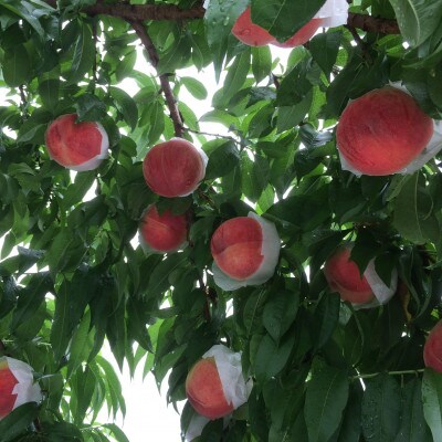 人気ゴールデン番組で話題沸騰!桃通が好む硬甘桃お試し約1kg8月中旬より発送【配送不可地域：離島・北海道・沖縄県・中国・四国・九州】【1410779】