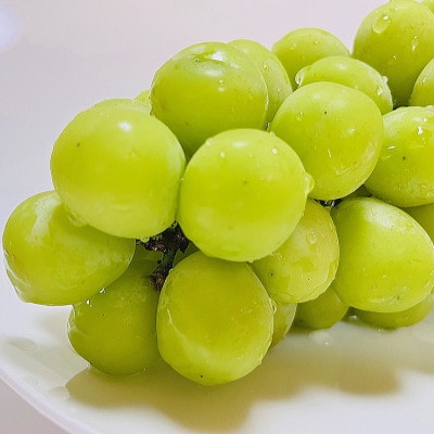 縲2026蟷エ 蜈郁。御コ育エ縲第悃謗。繧 繧キ繝」繧、繝ウ繝槭せ繧ォ繝繝 邏600g(1謌ソ)縲宣埼∽ク榊庄蝨ー蝓滂シ夐屬蟲カ繝サ豐也ク逵後代1557593縲