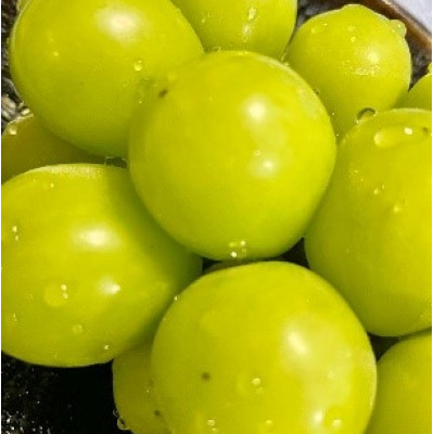 ã2026幎å
è¡äºçŽã2026幎10æäžæ¬çºéãç§äžå€©ç©ºã·ã£ã€ã³ãã¹ã«ãããçŽ1kg(2ã3æ¿)ãé
éäžå¯å°åïŒé¢å³¶ãã1691201ã