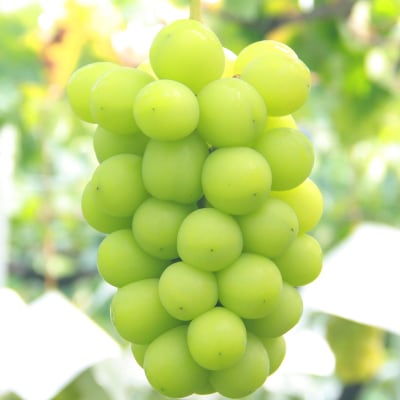 【2026年発送】シャインマスカット 約1kg 厳選!農家直送 シャインマスカット (2〜3房)【配送不可地域：離島】【1395545】