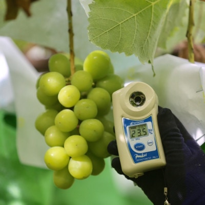 ã2026幎å
è¡äºçŽã2026幎10æäžæ¬çºéãç§äžå€©ç©ºã·ã£ã€ã³ãã¹ã«ãããçŽ1kg(2ã3æ¿)ãé
éäžå¯å°åïŒé¢å³¶ãã1691201ã