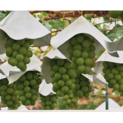 ã2026幎çºéãå
è¡åä»ã山梚çŽé!!ã·ã£ã€ã³ãã¹ã«ãã 2ã3æ¿(1.2kg以äž)ãé
éäžå¯å°åïŒé¢å³¶ã»æ²çžçãã1695520ã