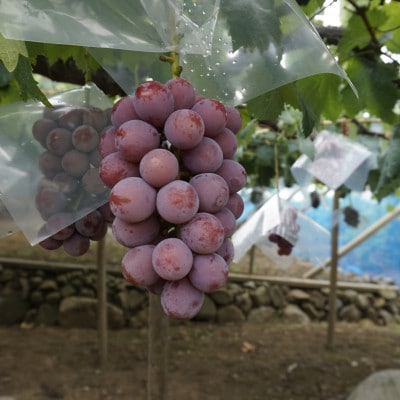 【2026年先行】数量限定ぶどう三色セット(クインニーナ、シャインマスカット、ピオーネ)2kg【配送不可地域：離島】【1670538】