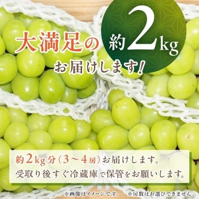 ã2026幎çºéãã·ã£ã€ã³ãã¹ã«ãã 2kg (3ã4æ¿) 蟲家çŽé äžç蟲æ¥éºç£èªå®å°ç¹ç£ãé
éäžå¯å°åïŒé¢å³¶ãã1117447ã