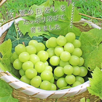 2026年発送 山梨県産 シャインマスカット 約2.5kg(4〜6房) 山梨が誇る 人気果物【配送不可地域：離島・沖縄県】【1272527】