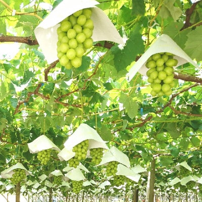 【発送月固定定期便】やまなし旬のフルーツ定期便(桃・シャインマスカット)【S】全2回【配送不可地域：離島】【4077908】