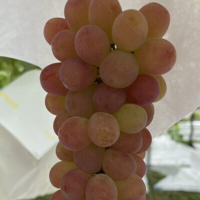 【甲州戦国高級ブランド葡萄】圧倒的人気トップ7食べ比べガチャ何が届くかお楽しみセット約2kgランダム【配送不可地域：離島】【1579836】