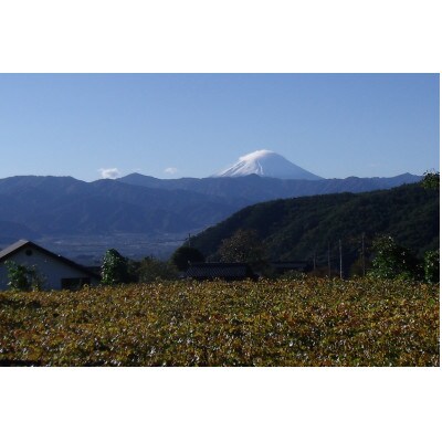 【2026年発送】精選! シャインマスカット 約2kg (3〜4房)【配送不可地域：離島】【1121133】