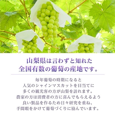 ã2026幎çºé å
è¡åä»ãã·ã£ã€ã³ãã¹ã«ãã 2~3æ¿ 1.1kgä»¥äž å±±æ¢šç£ãé
éäžå¯å°åïŒé¢å³¶ãã1274436ã