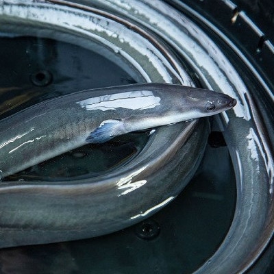 【訳あり】山梨県産富士山脈の地下水うなぎの蒲焼(1尾・約130g以上+100g肝焼きセット)【配送不可地域：離島】【1707675】