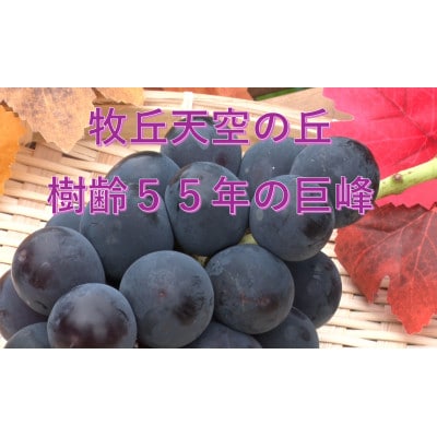 【2026年先行受付】2026年9月中旬発送「幻の牧丘天空の丘キング巨峰」 約1kg(2〜3房)【配送不可地域：離島・沖縄県】【1473331】