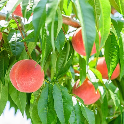 【発送月固定定期便】桃好きさん、集まれ〜!個性ある3種のももが楽しめる全3回【配送不可地域：離島・沖縄県】【4005028】