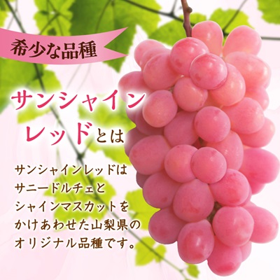 【2026年発送】サンシャインレッド 2〜3房 1kg程度 ピンクに輝く シャインマスカット【配送不可地域：離島】【1561472】