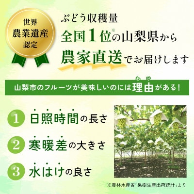 縲2026蟷エ 蜈郁。御コ育エ縲第悃謗。繧 繧キ繝」繧、繝ウ繝槭せ繧ォ繝繝 邏600g(1謌ソ)縲宣埼∽ク榊庄蝨ー蝓滂シ夐屬蟲カ繝サ豐也ク逵後代1557593縲