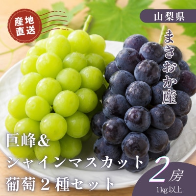 山梨県まきおか産　巨峰・シャインマスカット　葡萄2種セット【配送不可地域：離島・沖縄県】【1756896】