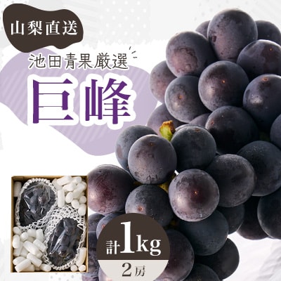 【2026年先行受付】厳選　池田青果の巨峰　2房 　1キロ　ふるさと納税【配送不可地域：離島・沖縄県】【1280519】