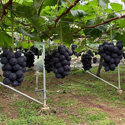 山梨直送!ぶどう3色(黒・緑・赤)食べ比べセット 3〜4房(計1.8kg以上)【配送不可地域：離島・沖縄県】【1579254】