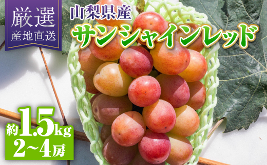 【2026年発送】サンシャインレッド約1.5kg(2〜4房)【配送不可地域：離島】【1613545】