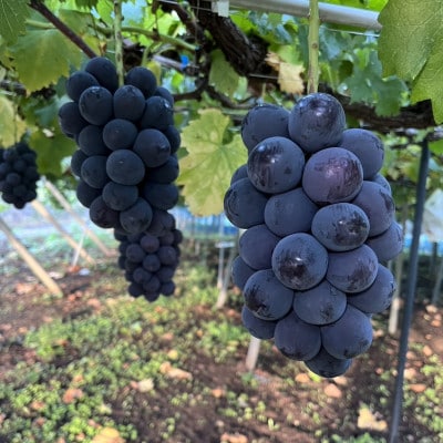 【2026年先行予約】ピオーネ2〜3房(約1.5kg)【配送不可地域：離島】【1555648】