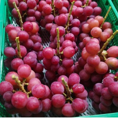 【2026年先行受付】2026年9月中旬発送「牧丘天空クイーンニーナ」約1kg(2〜3房)【配送不可地域：離島・沖縄県】【1473341】