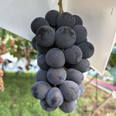 【2026年8月発送予定】巨峰6〜8房 (約4.0kg)【配送不可地域：離島】【1727567】