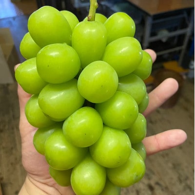 【本場山梨の旬を心ゆくまで堪能】甲州戦国シャインマスカット2026年9月中旬より発送【配送不可地域：離島】【1497109】