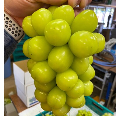 【本場山梨が誇るシャインマスカット】高糖度×大粒が織りなす二重奏贈答プレミアム2026年9月中旬発送【配送不可地域：離島】【1495753】