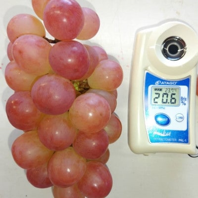 ã2026幎å
è¡åä»ã2026幎10æäžæ¬çºéãå¹»ã®ç§äžå€©ç©ºããŒãã«ããŒãºã çŽ1kg(2ã3æ¿)ãé
éäžå¯å°åïŒé¢å³¶ã»åæµ·éã»æ²çžçã»äžåœã»ååœã»ä¹å·ãã1473362ã