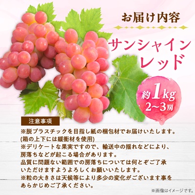 【2026年発送】サンシャインレッド 2〜3房 1kg程度 ピンクに輝く シャインマスカット【配送不可地域：離島】【1561472】