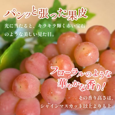 2026年発送【数量限定】山梨県産 希少品種「サンシャインレッド」1房 約500〜600g 化粧箱入【配送不可地域：離島・沖縄県】【1515303】