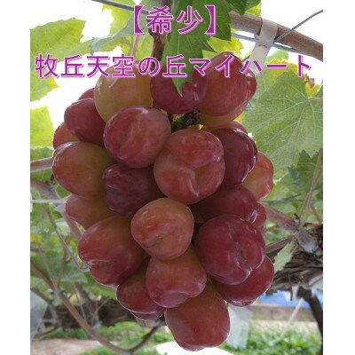 【2026年先行受付】10月下旬より発送「牧丘天空の丘マイハート」約1kg(2〜3房)【配送不可地域：離島】【1582589】