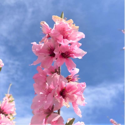 《2026年発送　先行受付》桃 『白鳳系』 約2kg 5〜8玉 朝もぎ直送! 選び抜かれた桃【配送不可地域：離島】【1275881】