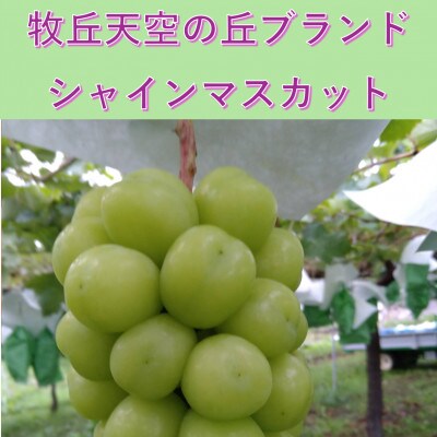 【2026年先行受付】11月発送「牧丘天空初霜シャインマスカット」約1kg(2〜3房)【配送不可地域：離島】【1579789】