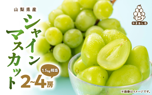 厳選　池田青果のシャインマスカット2房〜4房(1.5kg相当) ふるさと納税【配送不可地域：離島・沖縄県】【1280516】
