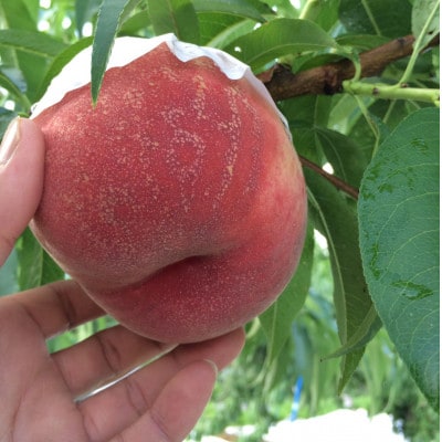 【キレのある甘酸バランス 加納岩白桃】本場山梨品種指定約2kg　6月下旬より順次発送【配送不可地域：離島・北海道・沖縄県・中国・四国・九州】【1704698】