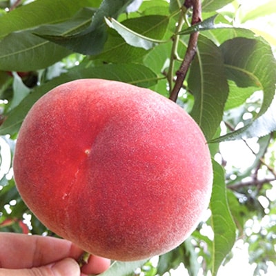 桃 約2.1kg 5〜9玉やまなし内藤農園 ジュエリーピーチ (R) 白桃【配送不可地域：離島・沖縄県】【1045098】