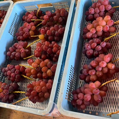 【本場山梨の希少品種】残りわずかこれを逃せば1年待ち富士の輝 約2kg 2026年9月下旬より発送【配送不可地域：離島】【1579834】