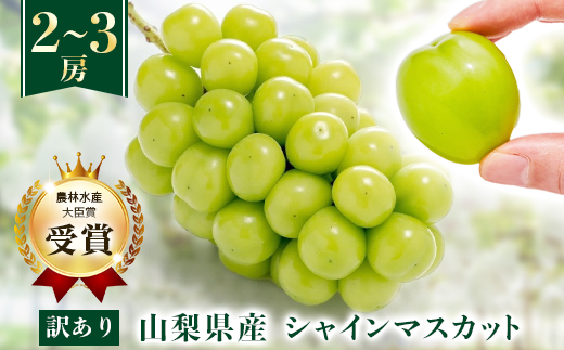 ãå
è¡åä» 2026幎çºéããèš³ãããã·ã£ã€ã³ãã¹ã«ãã 2ã3æ¿ 1kg以äžãé
éäžå¯å°åïŒé¢å³¶ãã1456435ã