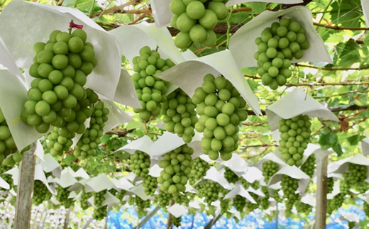 ã2026幎å
è¡åä»ã倧人æ°! ã·ã£ã€ã³ãã¹ã«ããç§ 2kg(3ã5æ¿)ãé
éäžå¯å°åïŒé¢å³¶ãã1691661ã