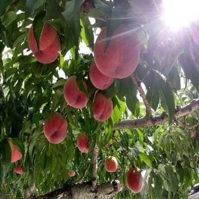 ã5幎é£ç¶TVåºæŒéæãä»ãæãç±èŠç·ã泚ããããæš¹äžå®çãã©ã³ãæ¡ã2026幎9æäžæ¬ããçºéãé
éäžå¯å°åïŒé¢å³¶ã»åæµ·éã»æ²çžçã»äžåœã»ååœã»ä¹å·ãã1704745ã