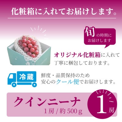 【数量限定】希少品種!『クイーンニーナ 1房』ぶどうの赤い宝石。山梨県産の注目品種でおすすめ【配送不可地域：離島・沖縄県】【1041238】