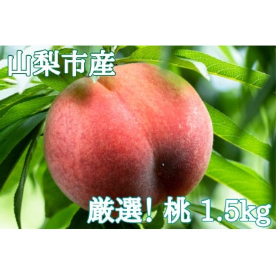 ã2026幎å
è¡åä»ãå³éž!山梚åžç£ æ¡ çŽ1.5kg(4ã7ç)ãé
éäžå¯å°åïŒé¢å³¶ãã1305782ã